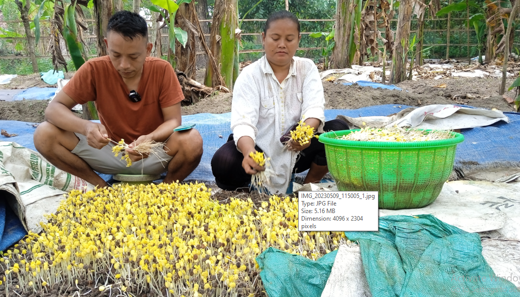 Sukses Budidaya Ale, Petani Bogo Raup Omzet Puluhan Juta Hingga Ciptakan Lapangan Kerja